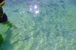 ナンユアン島⑤