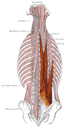 脊柱起立筋とはどんな筋肉？
